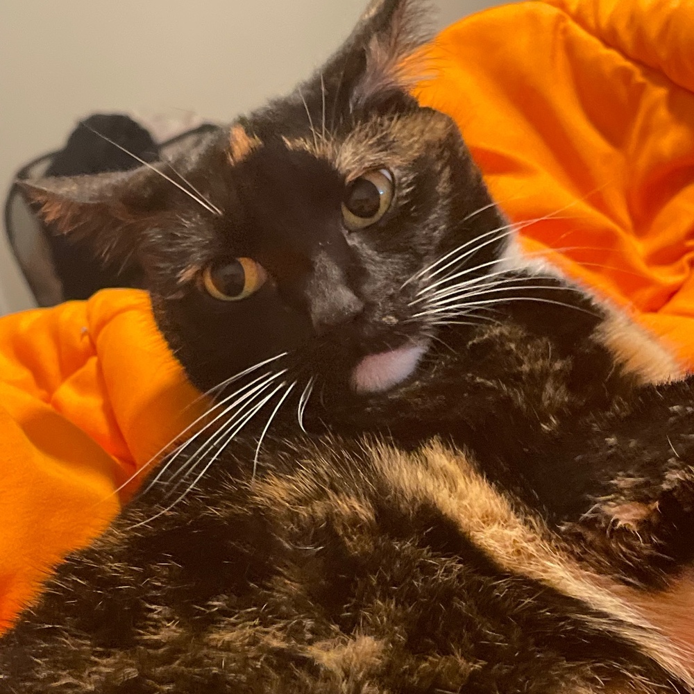 Meet your Posher, Violet